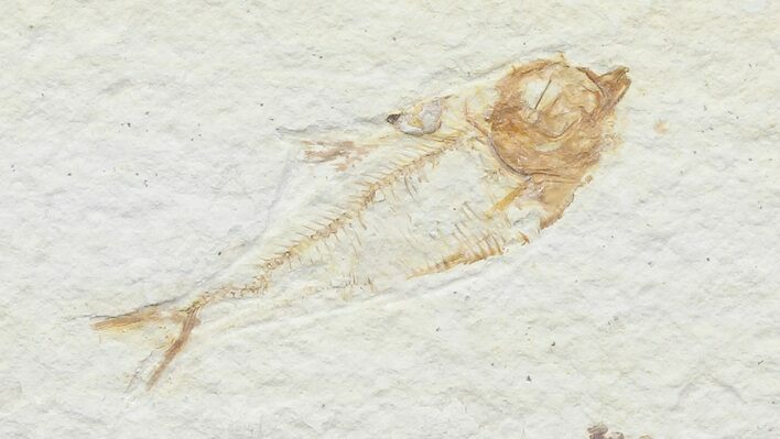 Bargain, Diplomystus Fossil Fish - Wyoming #67943